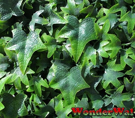 1m Traditional English Ivy Artificial Screening