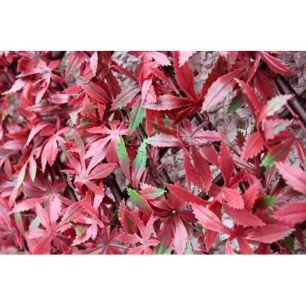 1m x 2m Extendable Artificial Red Acer Screening Trellis
