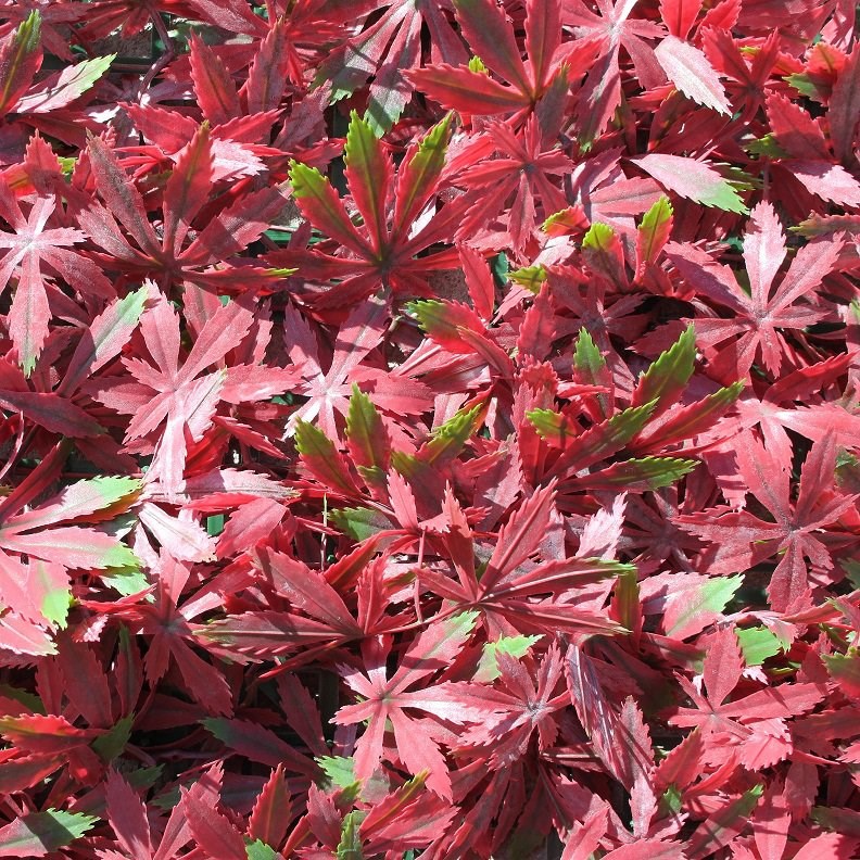 1m x 2m Extendable Artificial Red Acer Screening Trellis