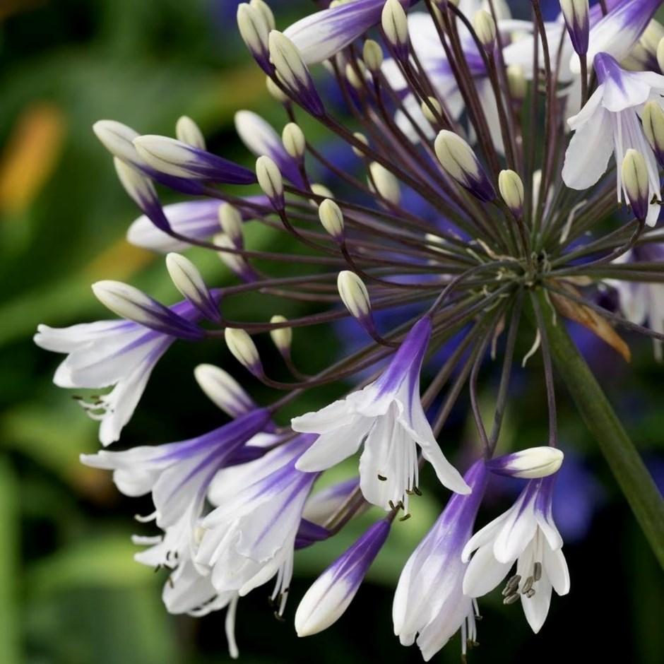 Agapanthus Fireworks | African Lily