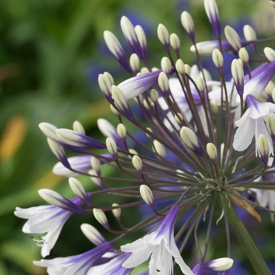 Agapanthus Fireworks | African Lily