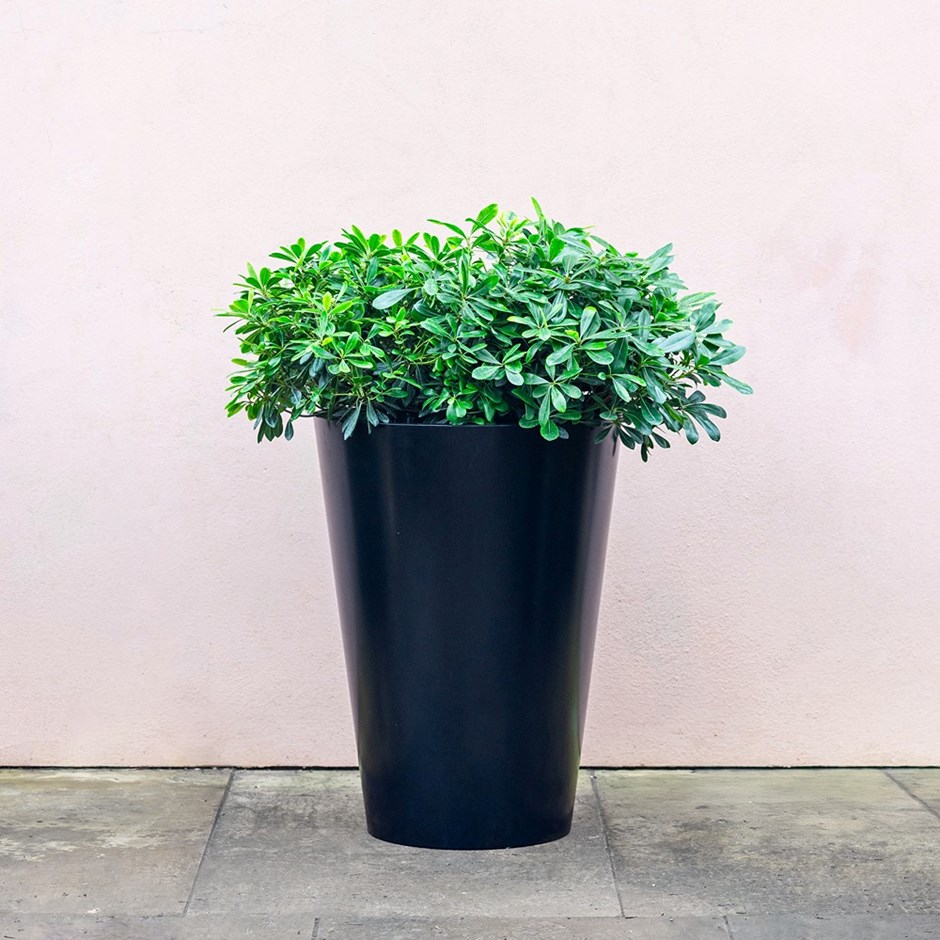 Black Zinc Tall Round Planter