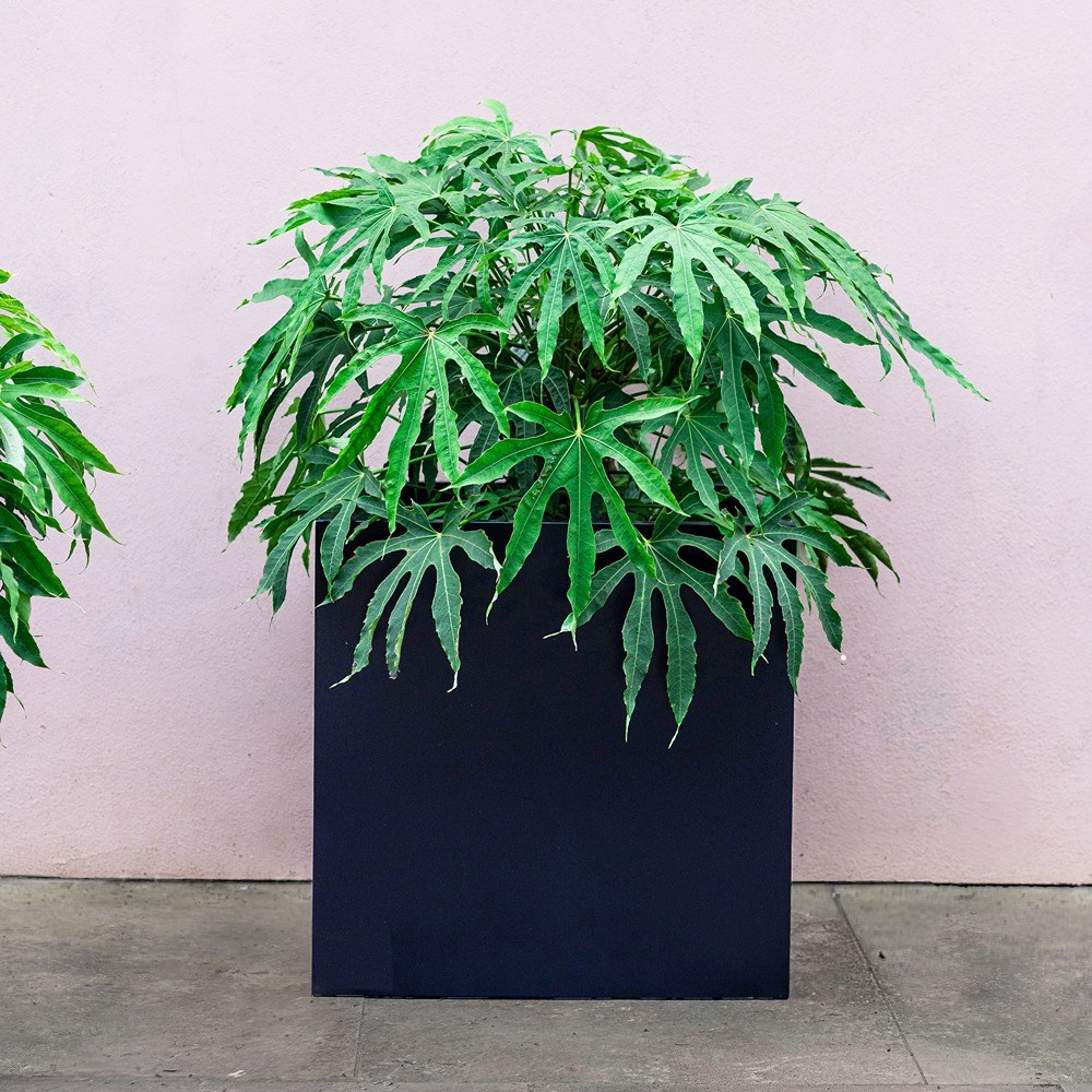 Black Zinc Cube Planter