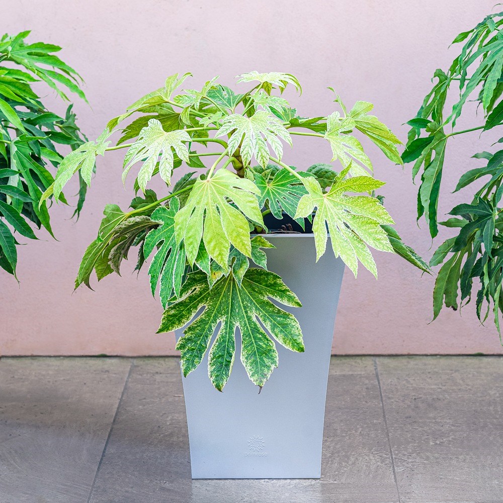 Silver Zinc Flared Square Planter