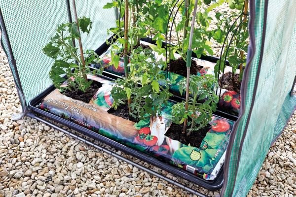 Smart Garden - Tomato Gro-Zone Max Growing Station
