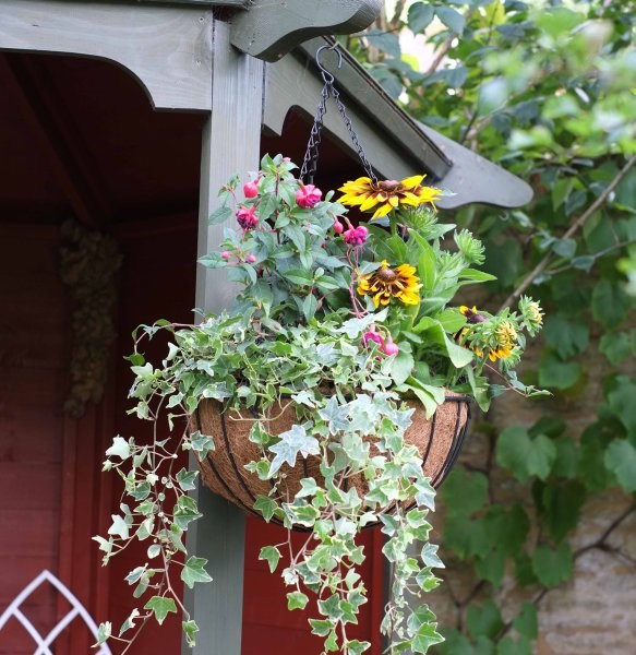 Hanging Baskets 140 Hanging Planters from 2.99