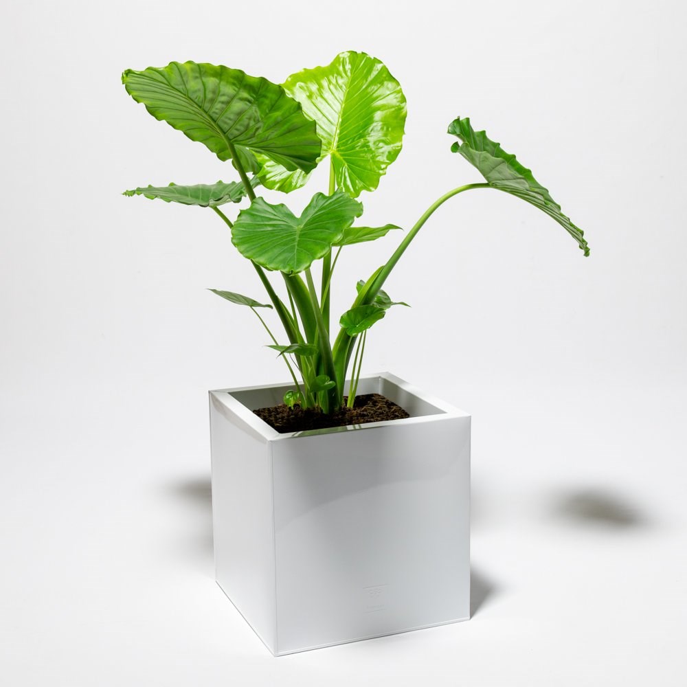 50cm Cube Zinc White Gloss Dipped Galvanised Planter