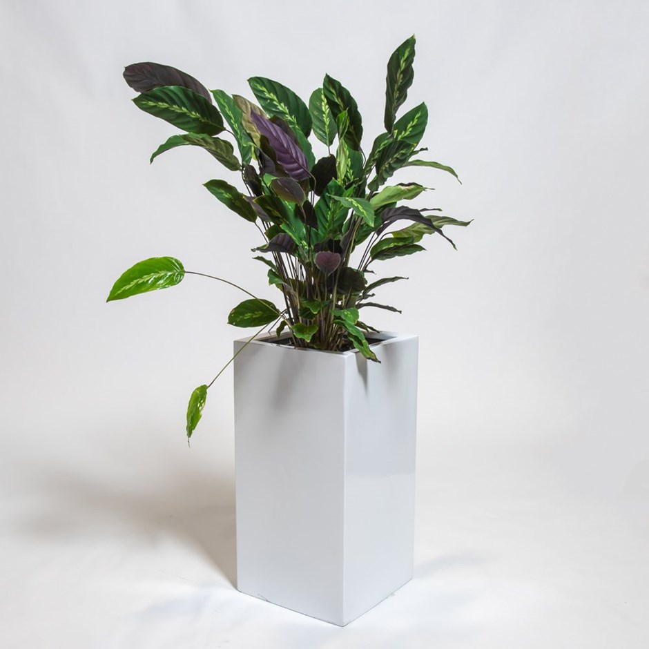 80cm White Gloss Polystone Tall Cubic Planter