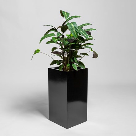 60cm Black Gloss Polystone Tall Cubic Planter