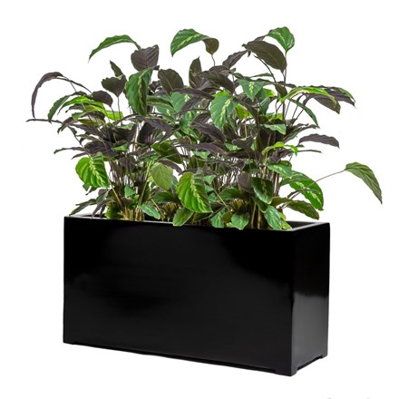 80cm Black Gloss Polystone Trough Planter