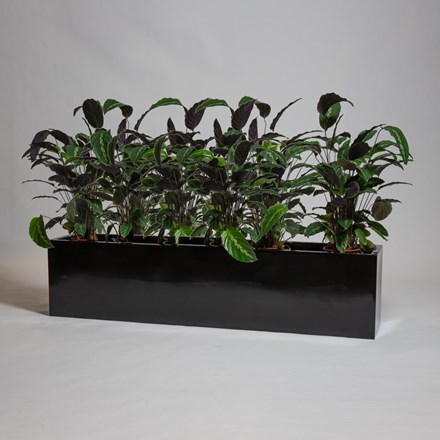 150cm Black Gloss Polystone Low Trough Planter