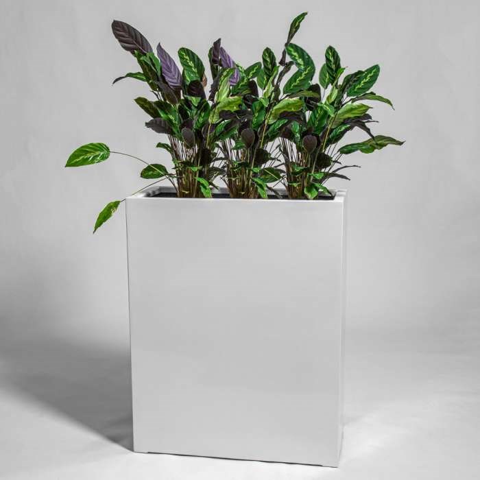 80cm White Gloss Polystone High Trough Planter