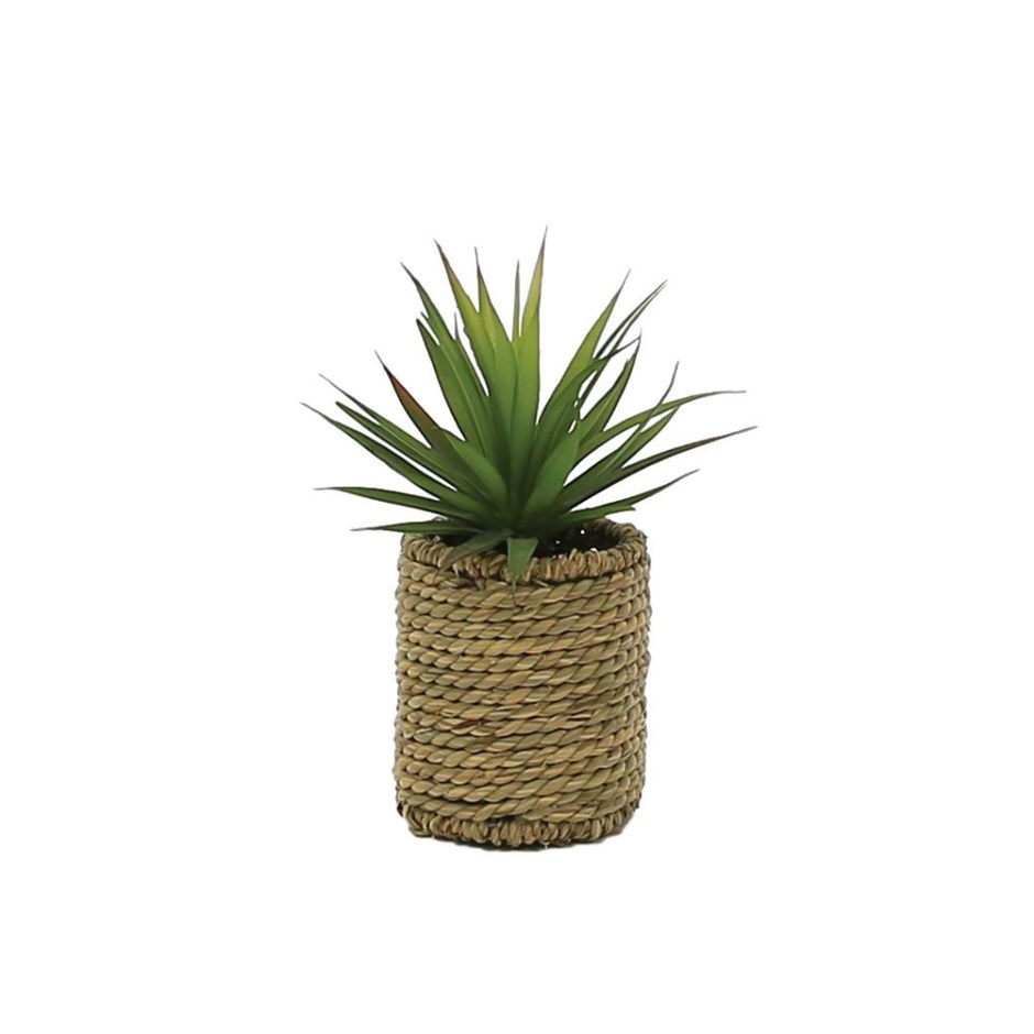 Artificial Aloe Vera in Rattan Basket | 25cm