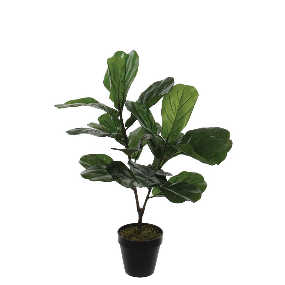Artificial Ficus Lyrata in Pot | 75cm