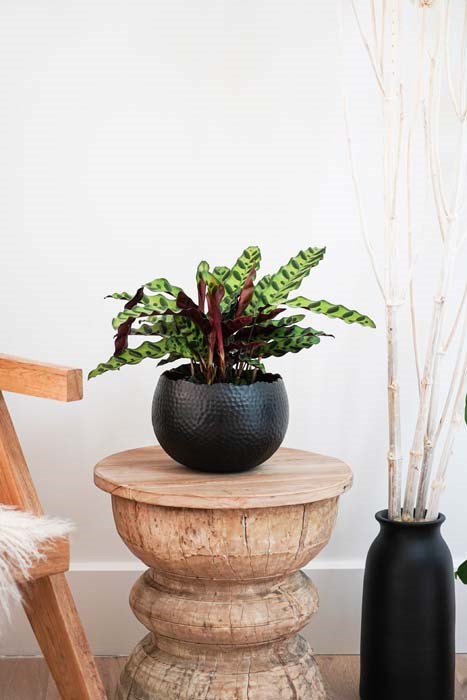 Black & Copper Hammered Bowl Planter