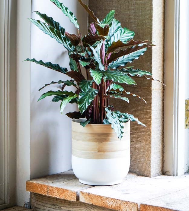 White Bamboo Planter