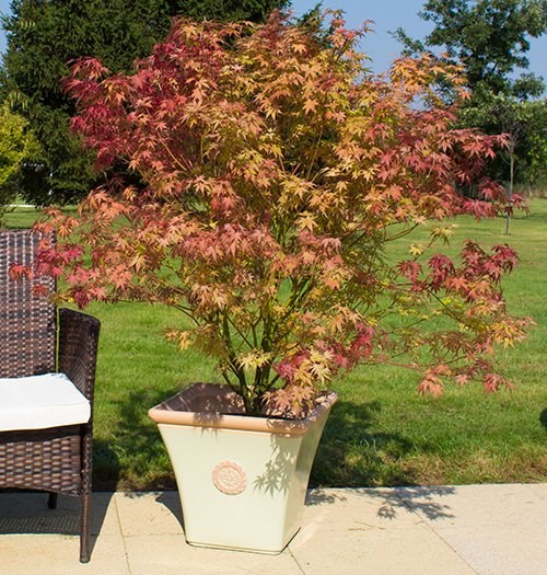 Tuscan Pistachio & Terracotta Flared Square Planter