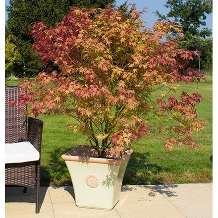 44cm Tuscan Flared Square Planter in Light Pistachio with Terracotta