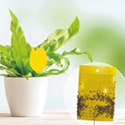 Pot Plant Insect Traps (Pack Of 10)