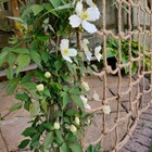 Hanging Jute Rope Trellis