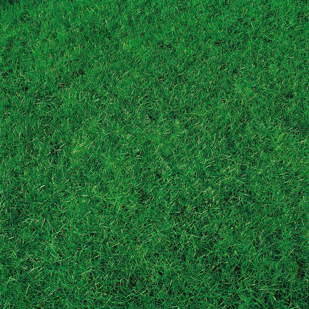 Canada Green Lawn Seed