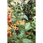 Large Bunch Support 4 Pack