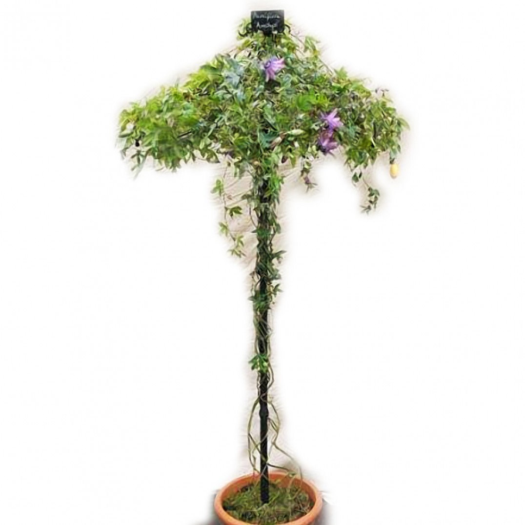 Single Stem Tuteur Plant Support