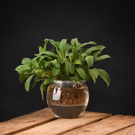 0.8L Hydroponic Oasis: Compact Root-Revealing Flower Pot 11.8cm