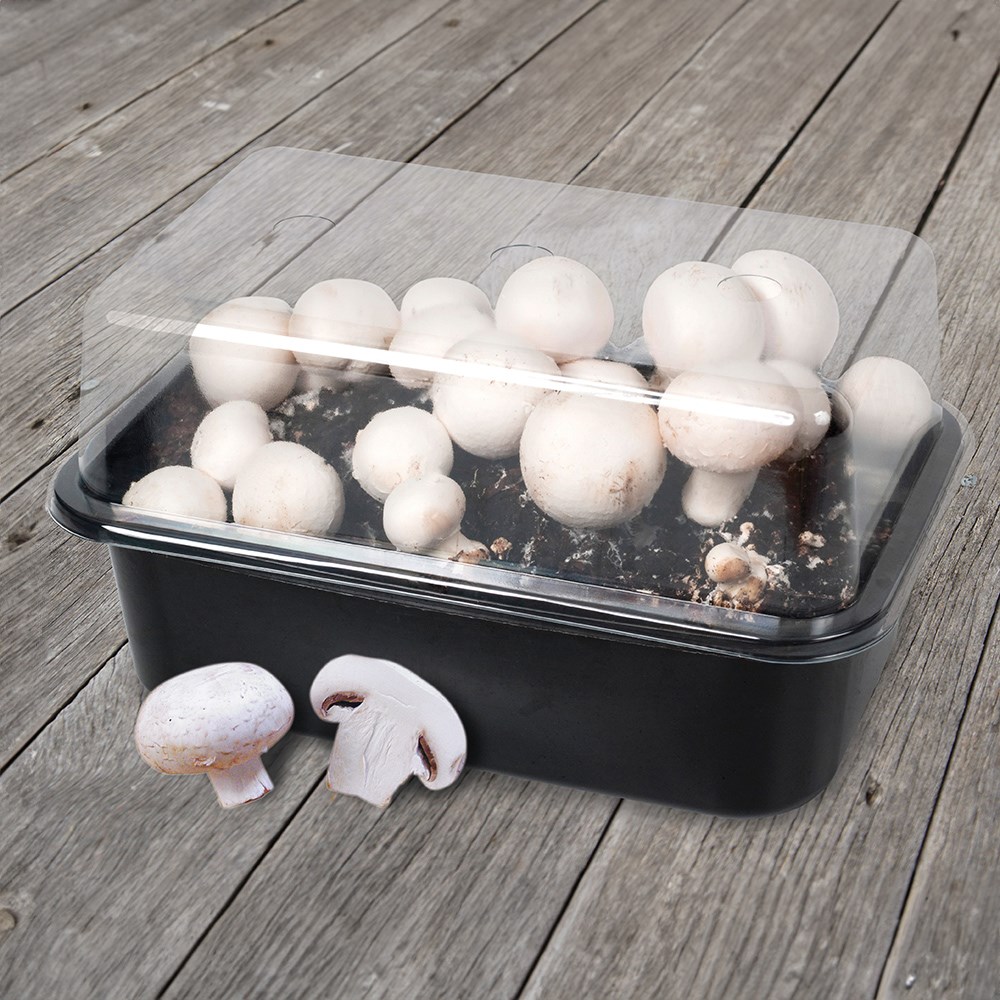 Mushroom Grow Kit