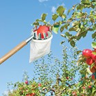 Fruit Picker with Catch Bag