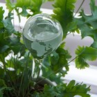 Aquaglobe Plant Watering