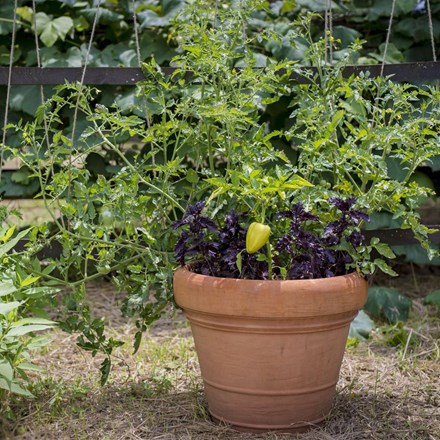 Terracotta Effect Round Brunello Planter