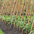 Bamboo Canes Bulk Bundles