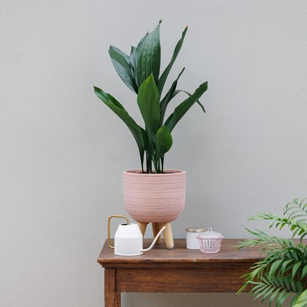 Pink Textured Round Indoor Planter With Legs