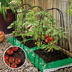 Grow Bag Cane Support Frame Pack of 3 | Grow It