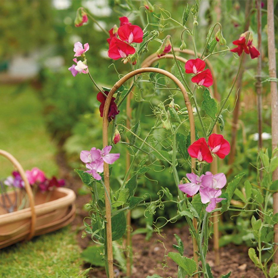 Plant Supports