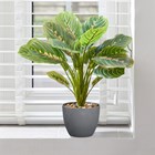 Artificial Prayer Plant Indoor 35cm