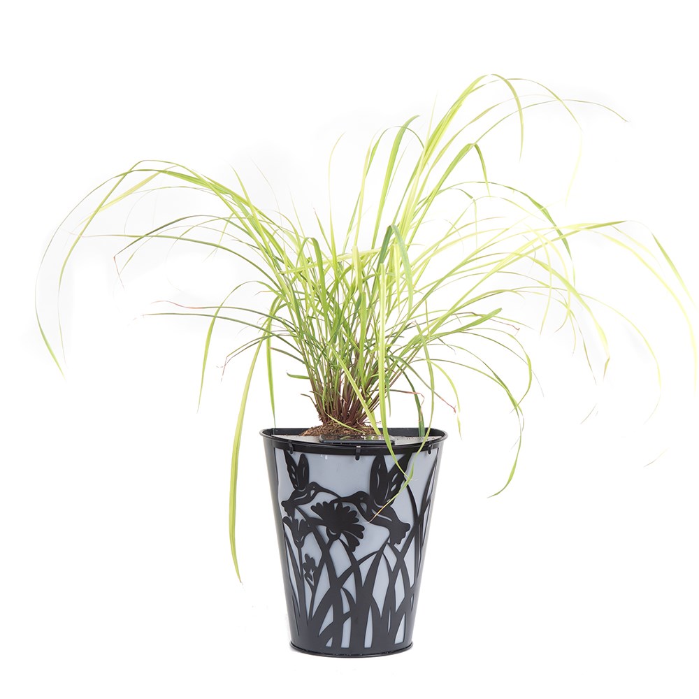 Hummingbird Solar Wall Pot Light (Set of 2)