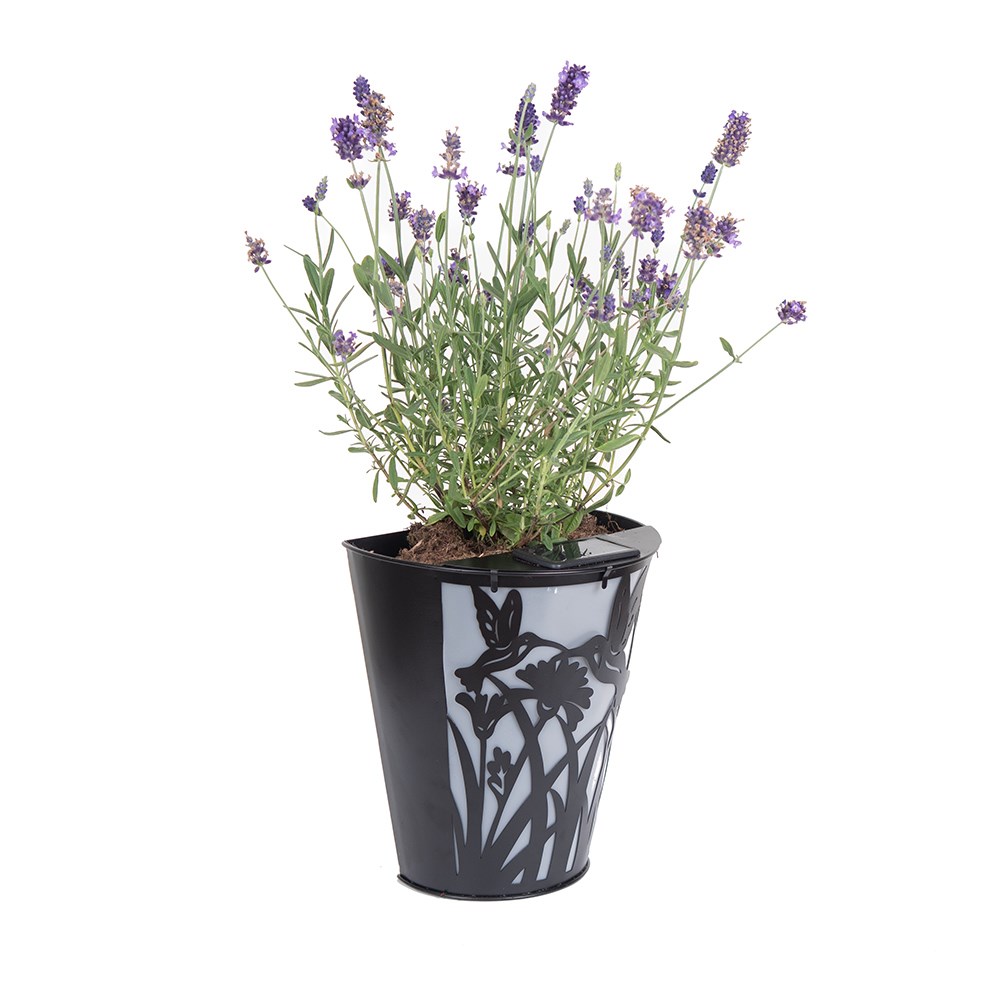 Hummingbird Solar Wall Pot Light (Set of 2)