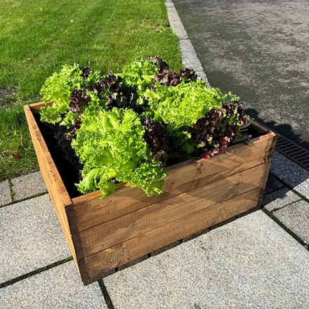 W60cms | Country Kitchen Large Raised Bed | Wood