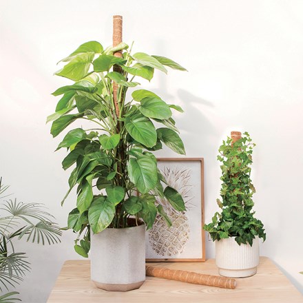 60cm Stackable Coir Pole Support for Climbing Plants