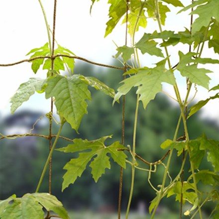 Bean & Pea Net Natural 1.8m (6') x 1.8m (6')