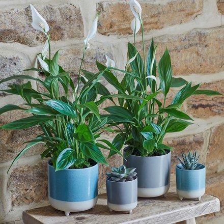 Jolie Aqua Matte 3-Leg Cacti Indoor Pot 8.5cm