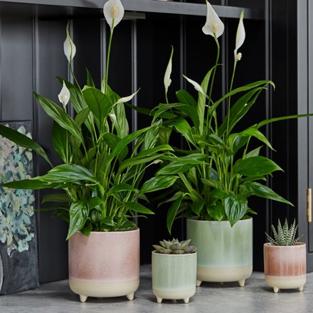 Jolie Rose Matte 3-Leg Ceramic Indoor Pot 12cm