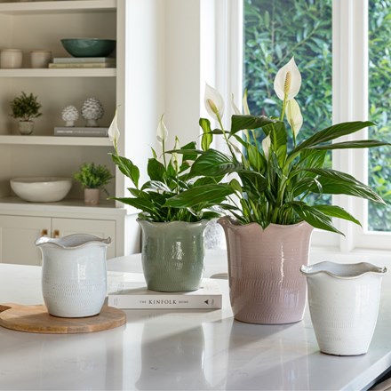 Camellia Blush Scalloped Ceramic Indoor Pot 18cm