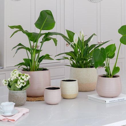 Celeste Dusky Pink Ceramic Indoor Pot 12cm