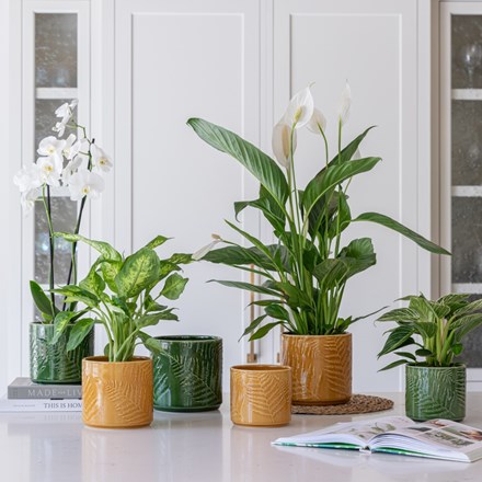 Orla Fern Mustard Earthenware Indoor Pot 14cm