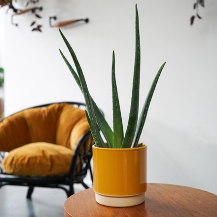 Enos Mustard Ceramic Indoor Pot 10.5cm