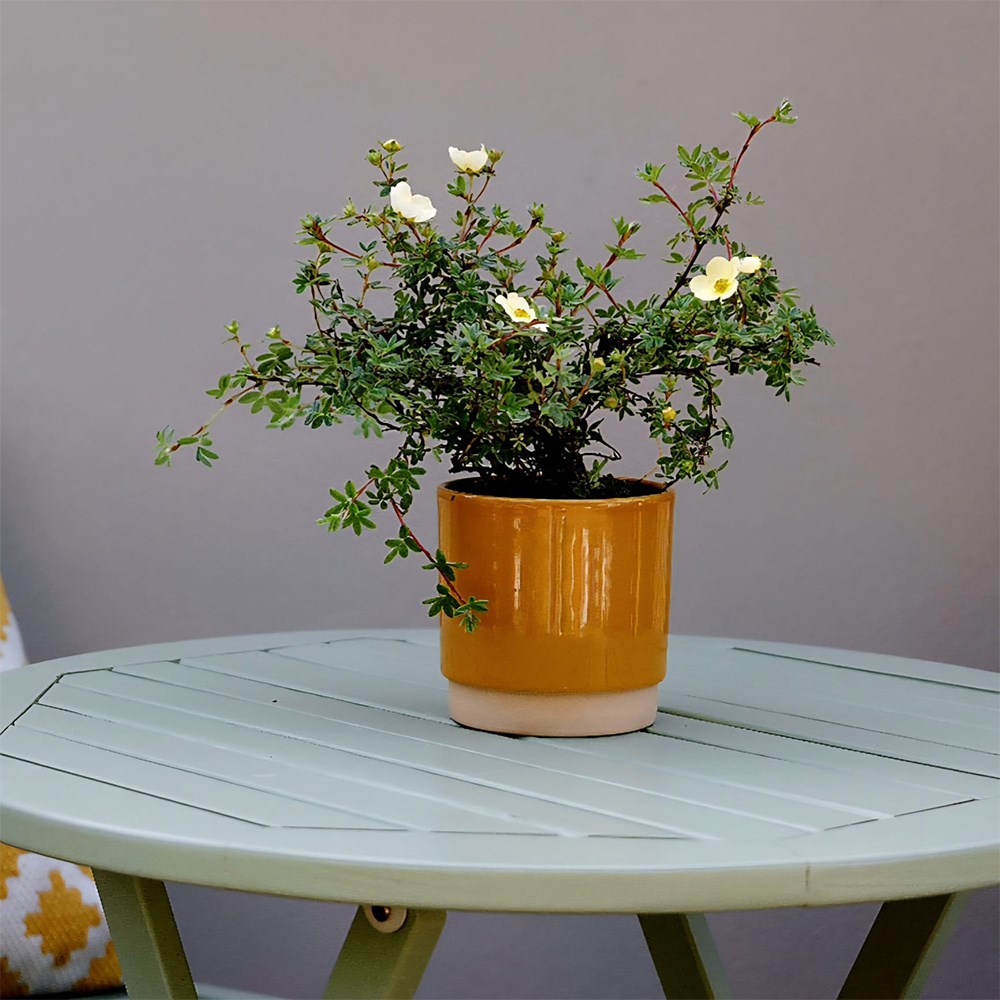 Enos Mustard Ceramic Planter