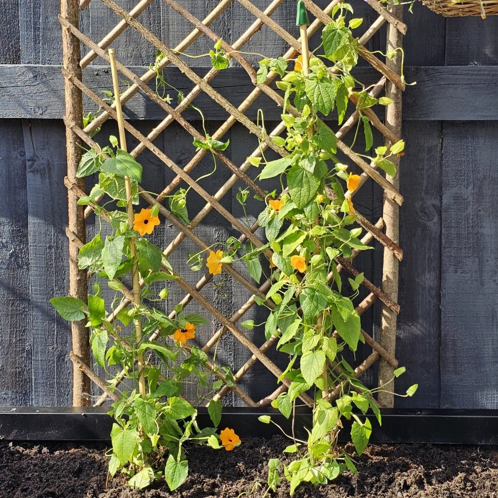 Extra Strong Framed Willow Trellis